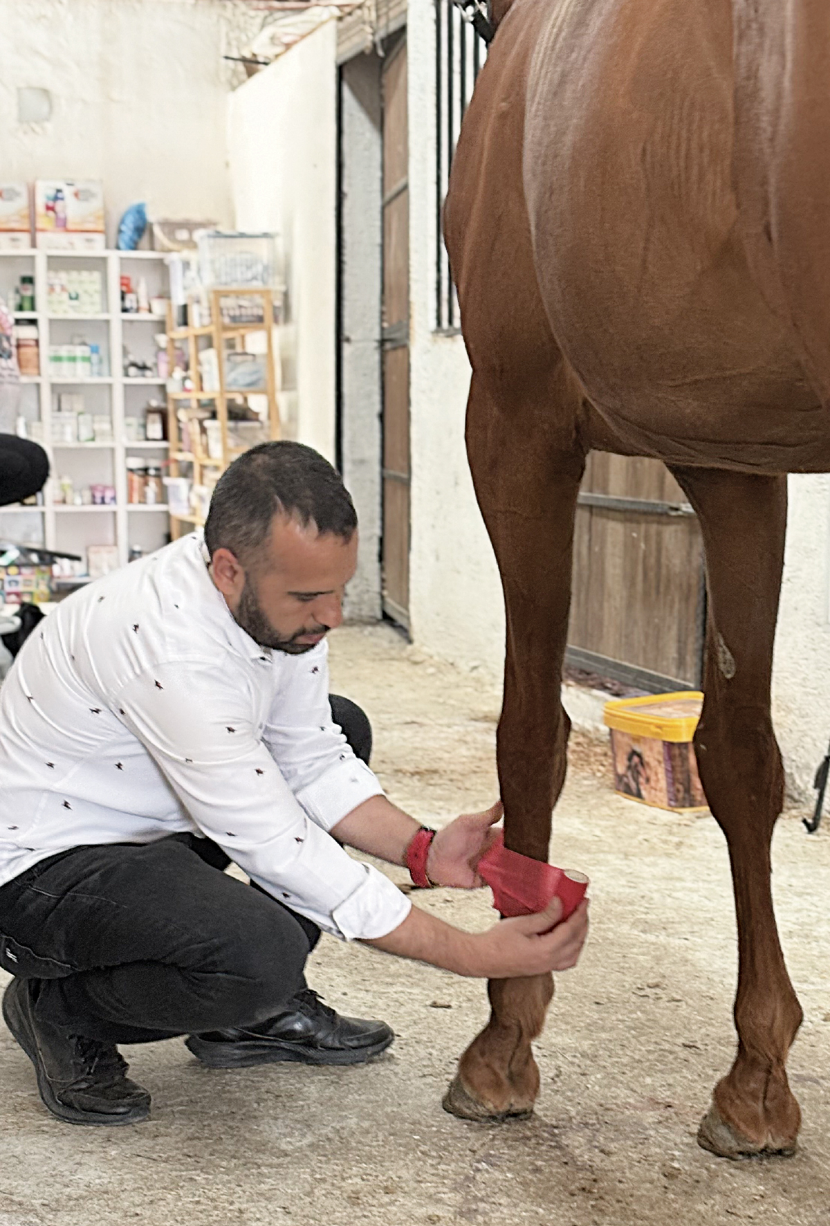 Atlarda ilk yardım nasıl yapılır?