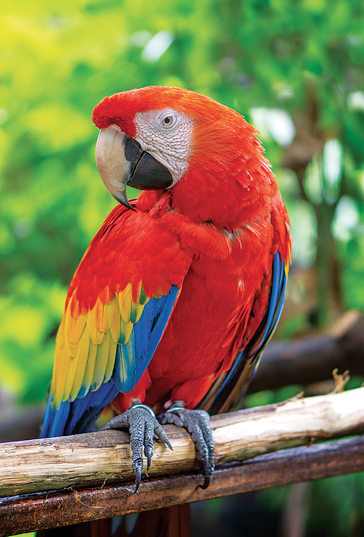 Papağanlar hem konuşuyor hem de anlıyorlar!