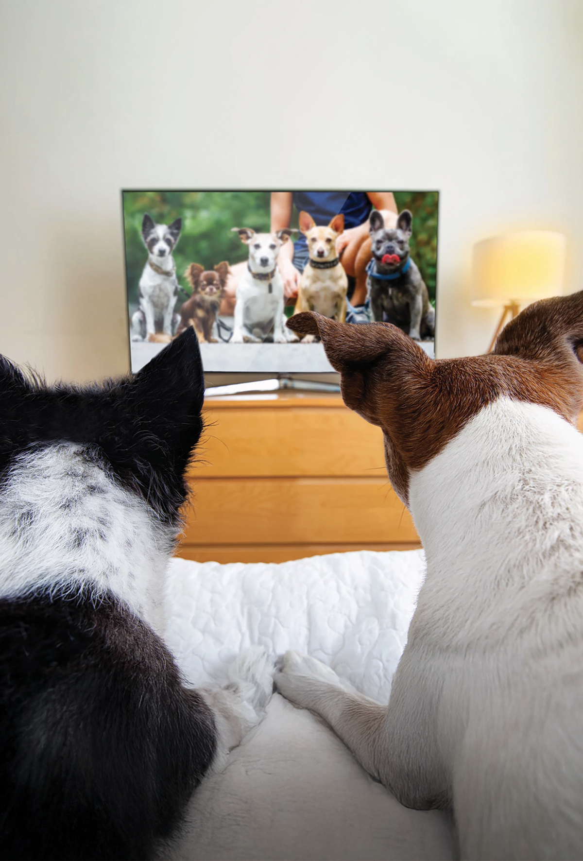 Köpeklerin televizyon izleme tercihleri kişiliklerine bağlı