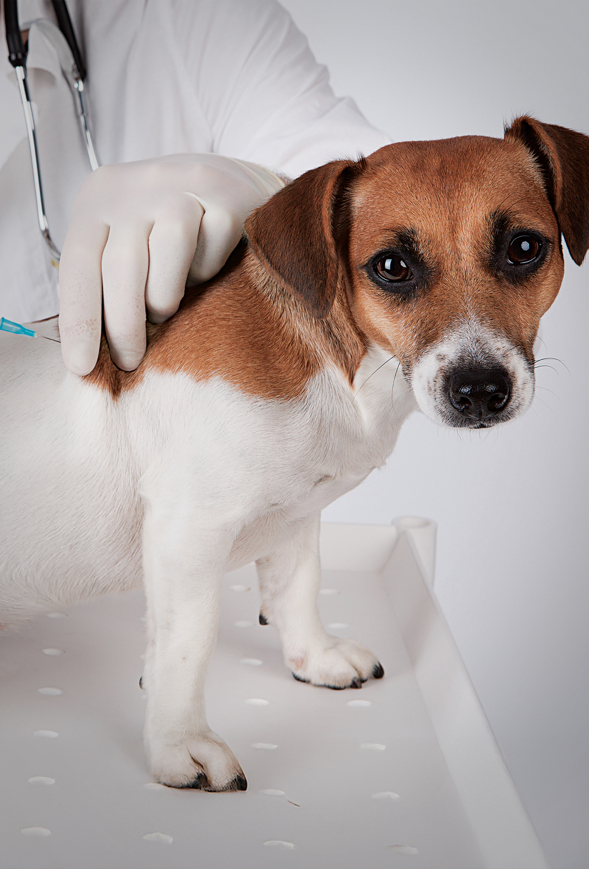 Köpeklerde aşı yan etkileri ve risk faktörleri…