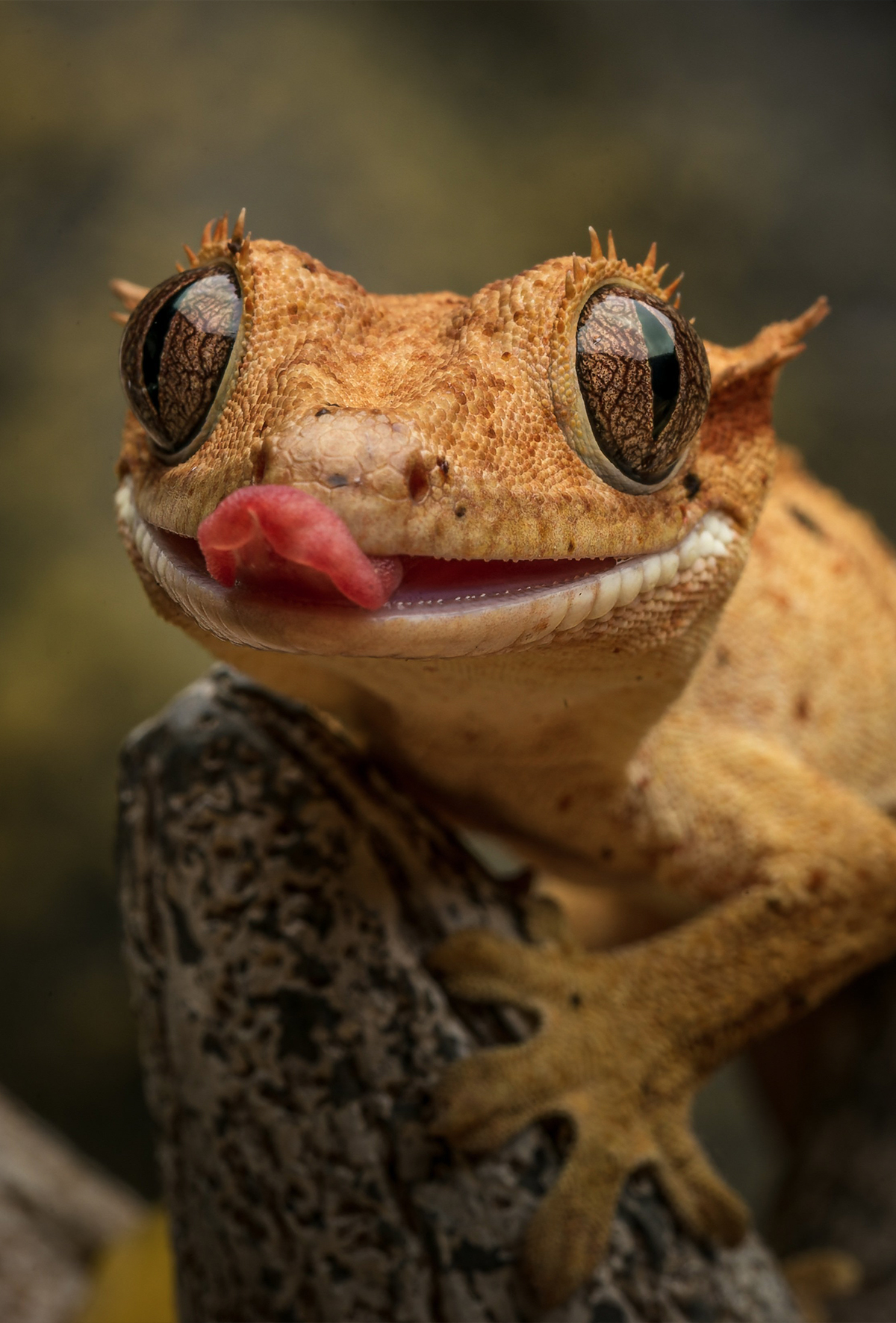 Crested gecko (Cerrelophus ciliatus)