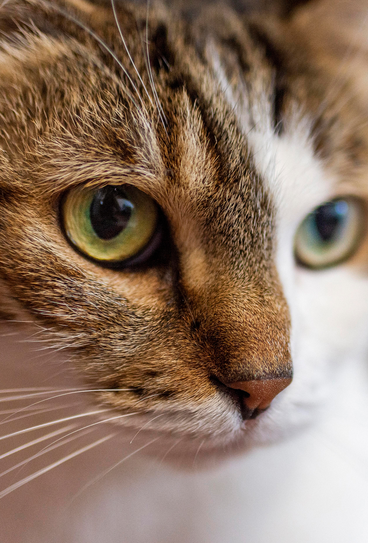 Gözden ot çıktı, peki ya sonrası?