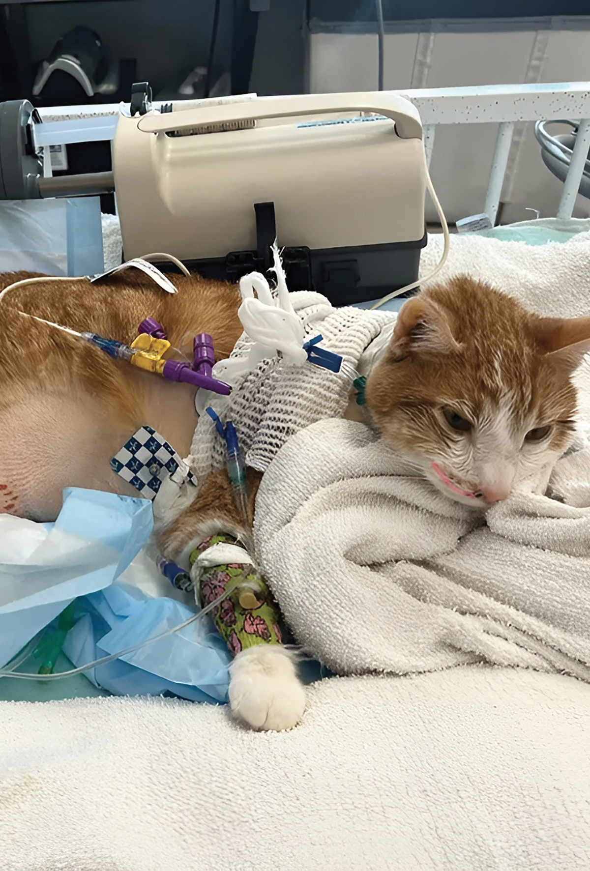 Kritik bakım ve hospitalize edilen hastaların beslenmesi