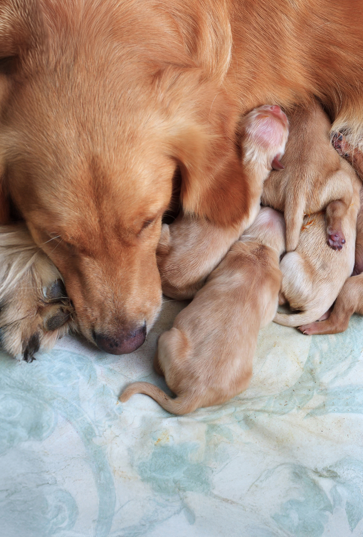 Dişi köpeklerde elektifsezaryen: Gerçekte ne kadar planlı?