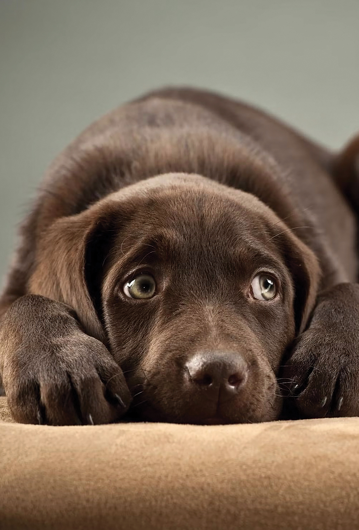 Sadık patili dostlarımızın anksiyete belirtileri