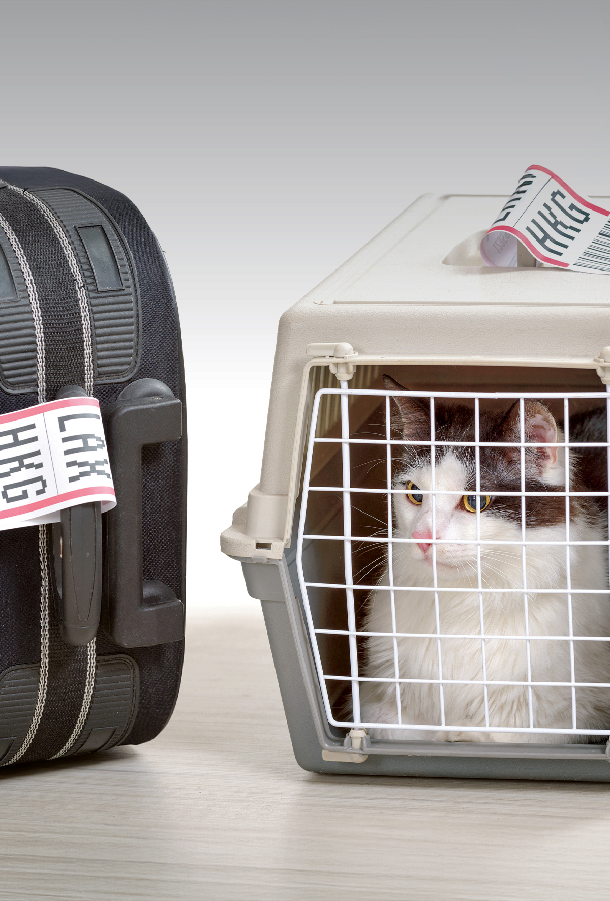 Evcil hayvanlar uçuşlarda “bagaj” sayılacak