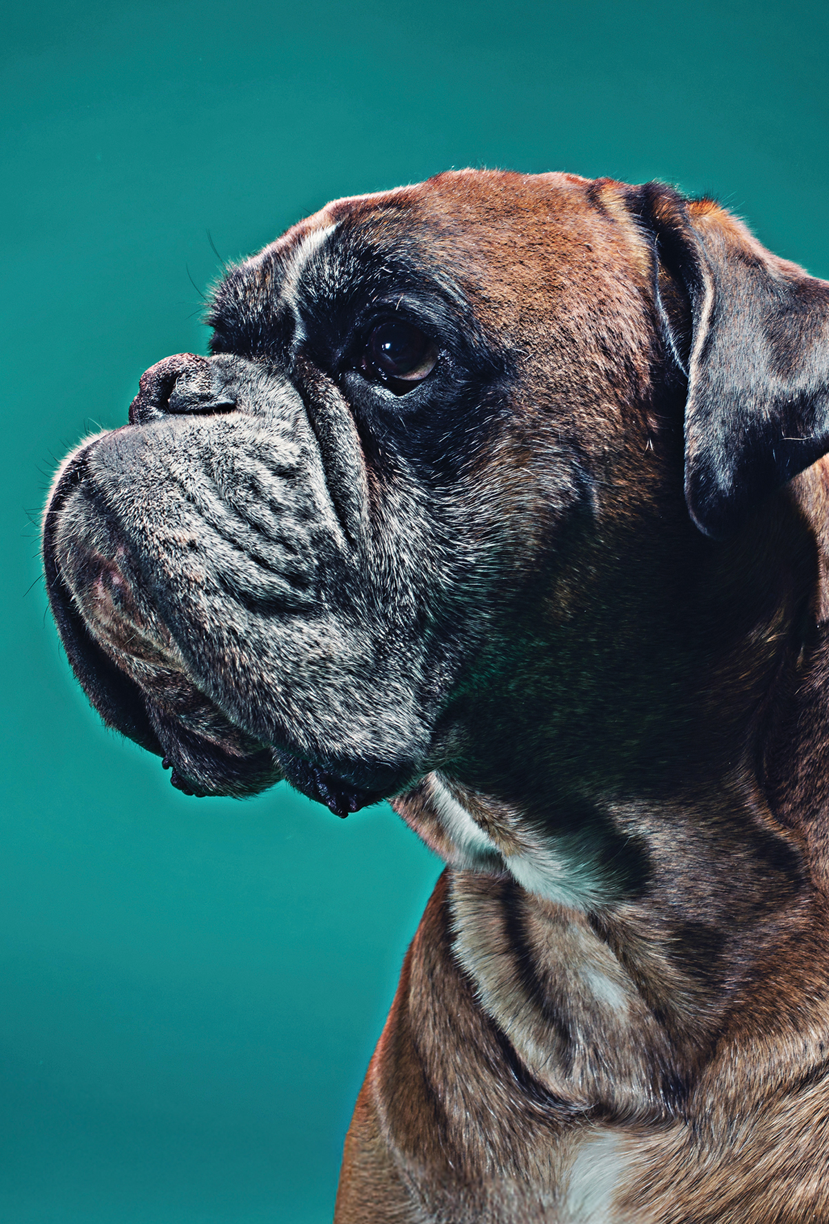 Insülinoma için riskli köpek ırkları belirlendi