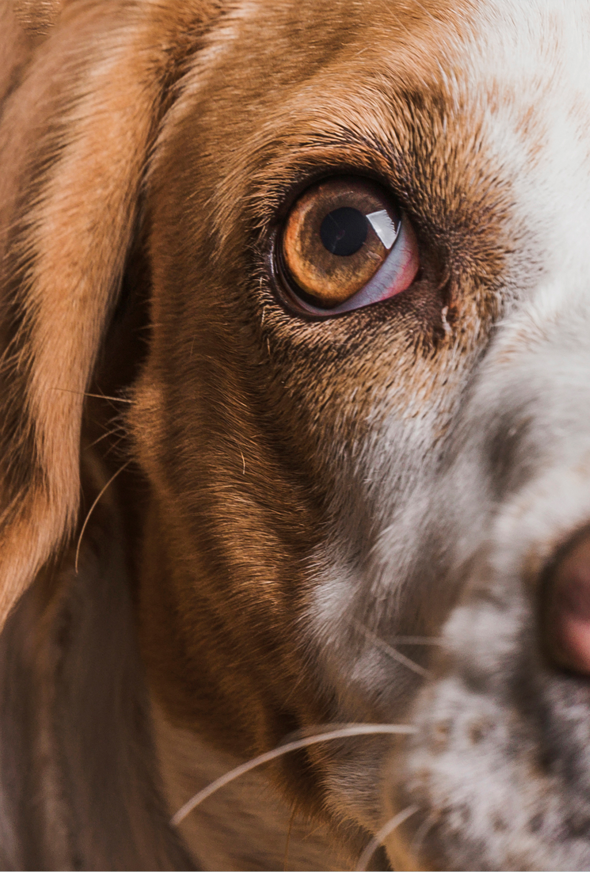 Köpeklerde thelaziosis