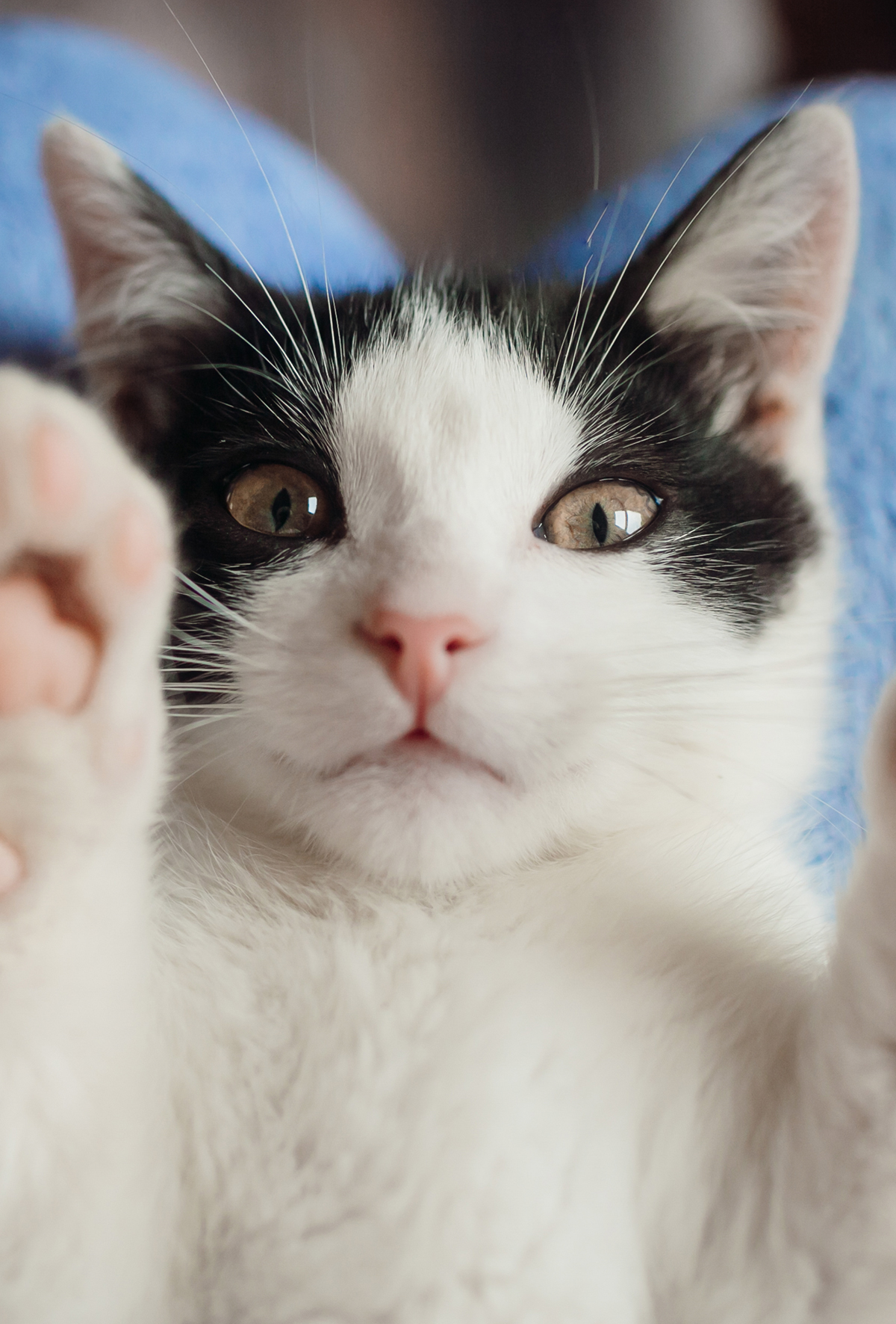 Veteriner onkolojide elektrokemoterapi’nin yeri