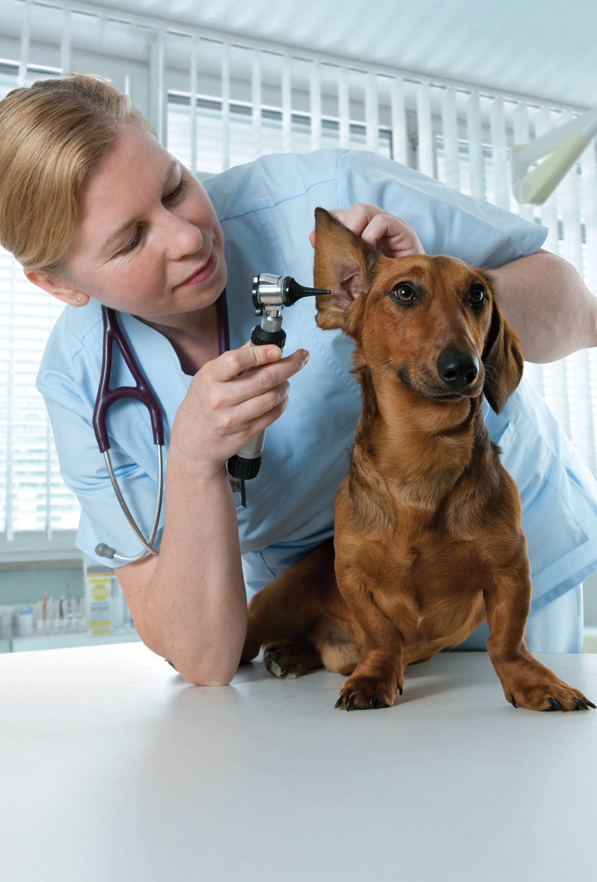 Köpeklerde otitis eksterna