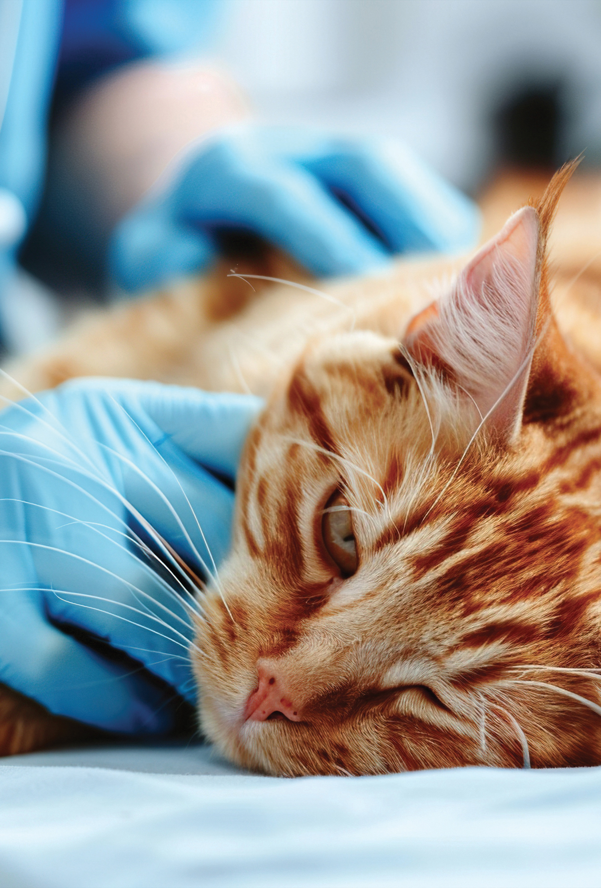 Kedilerde akut pankreatit ve beslemenin önemi