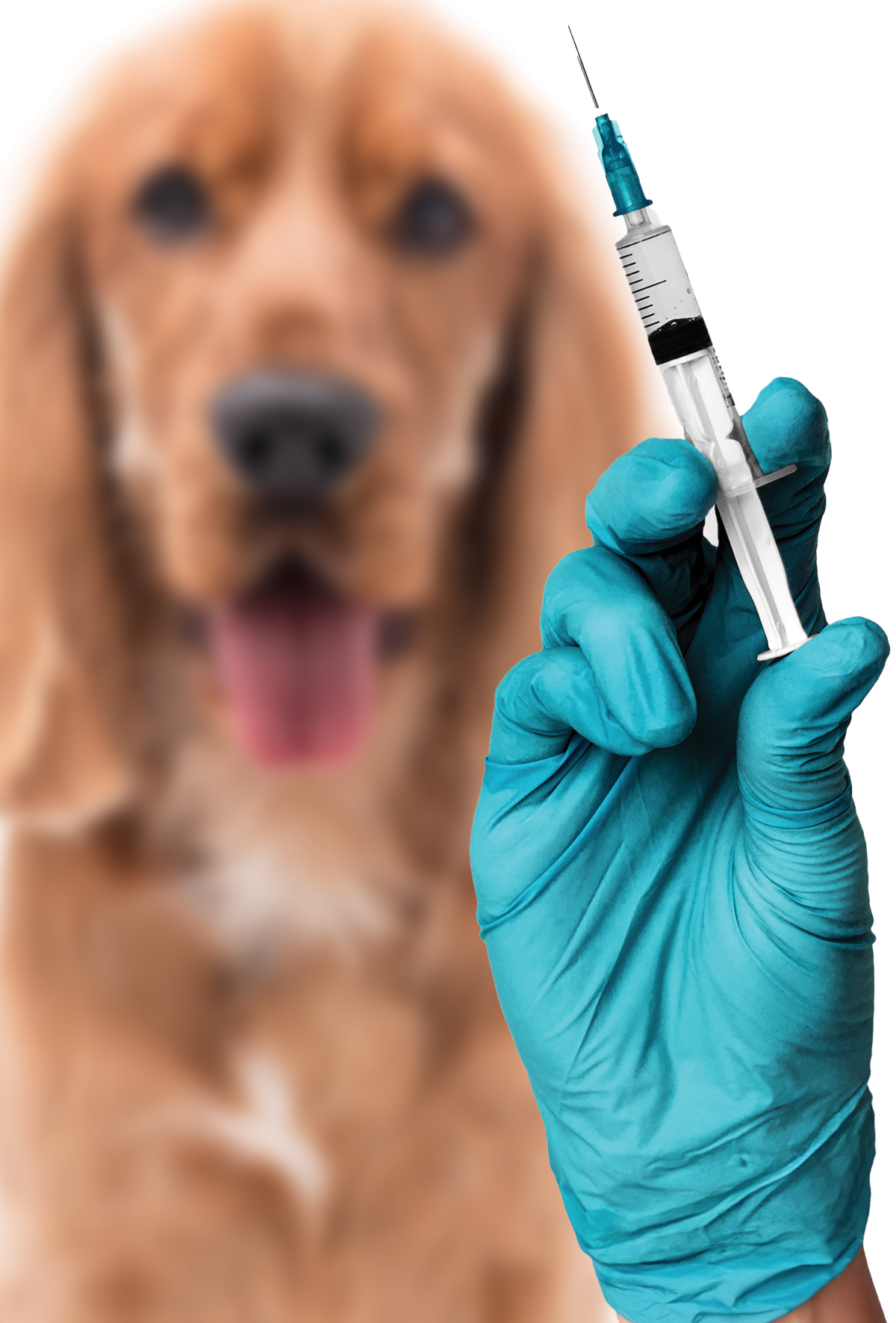 Kuduz önlenebilir bir tehdit: Harekete geçmezsek, çok geç olacak!