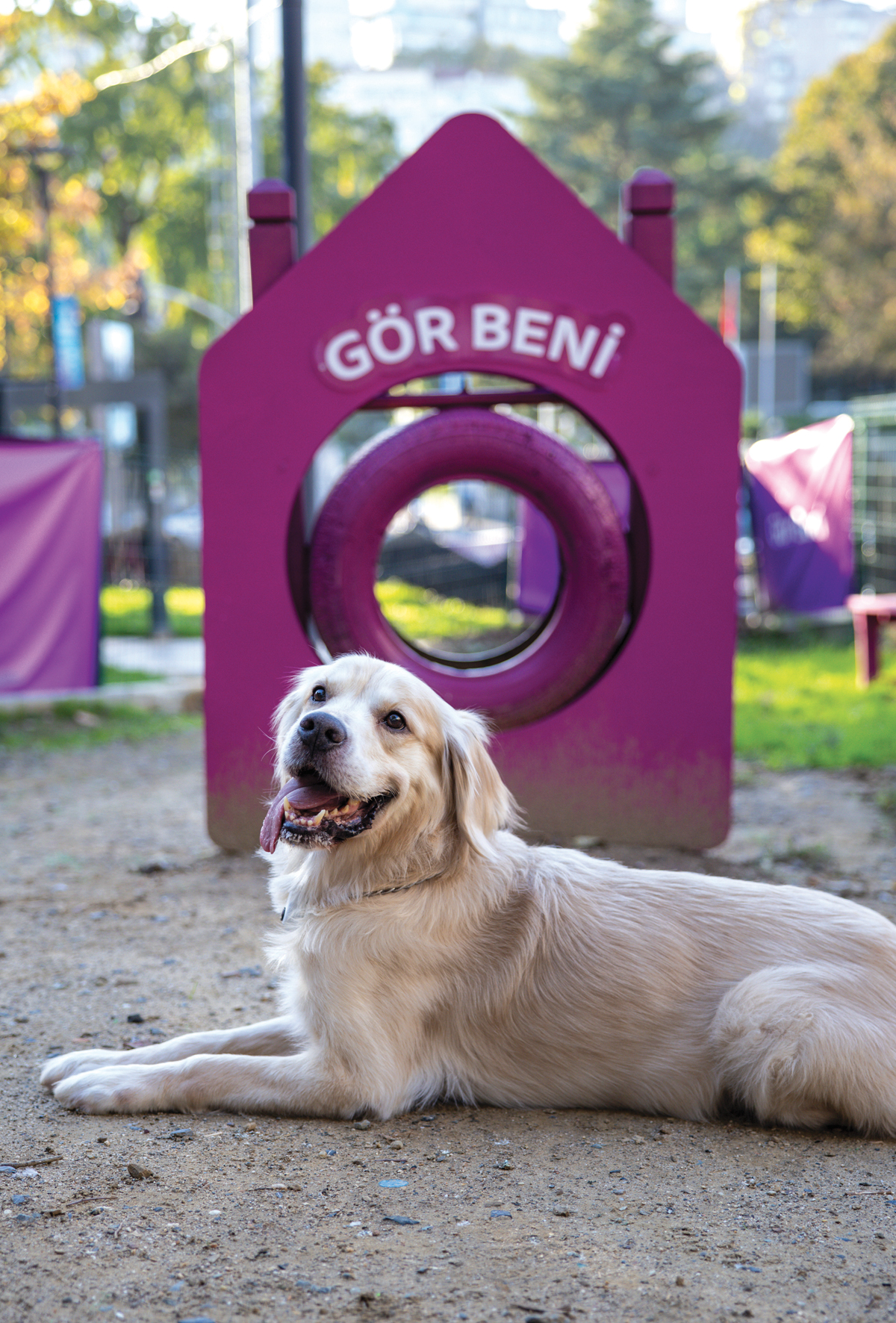 WHISKAS’tan toplumsal empatiyi güçlendiren proje: “Gör Beni”