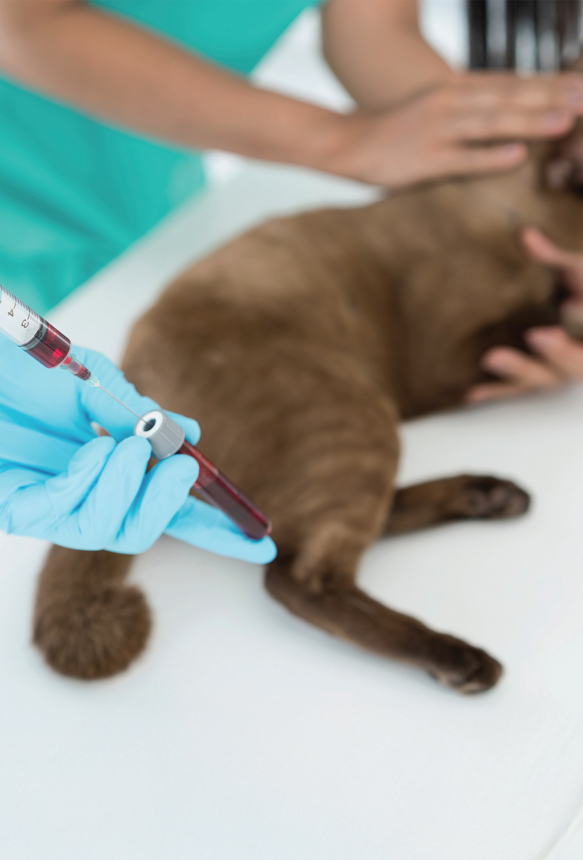 Nötropeni: Tanı, ölçüm hataları ve patolojik nedenler