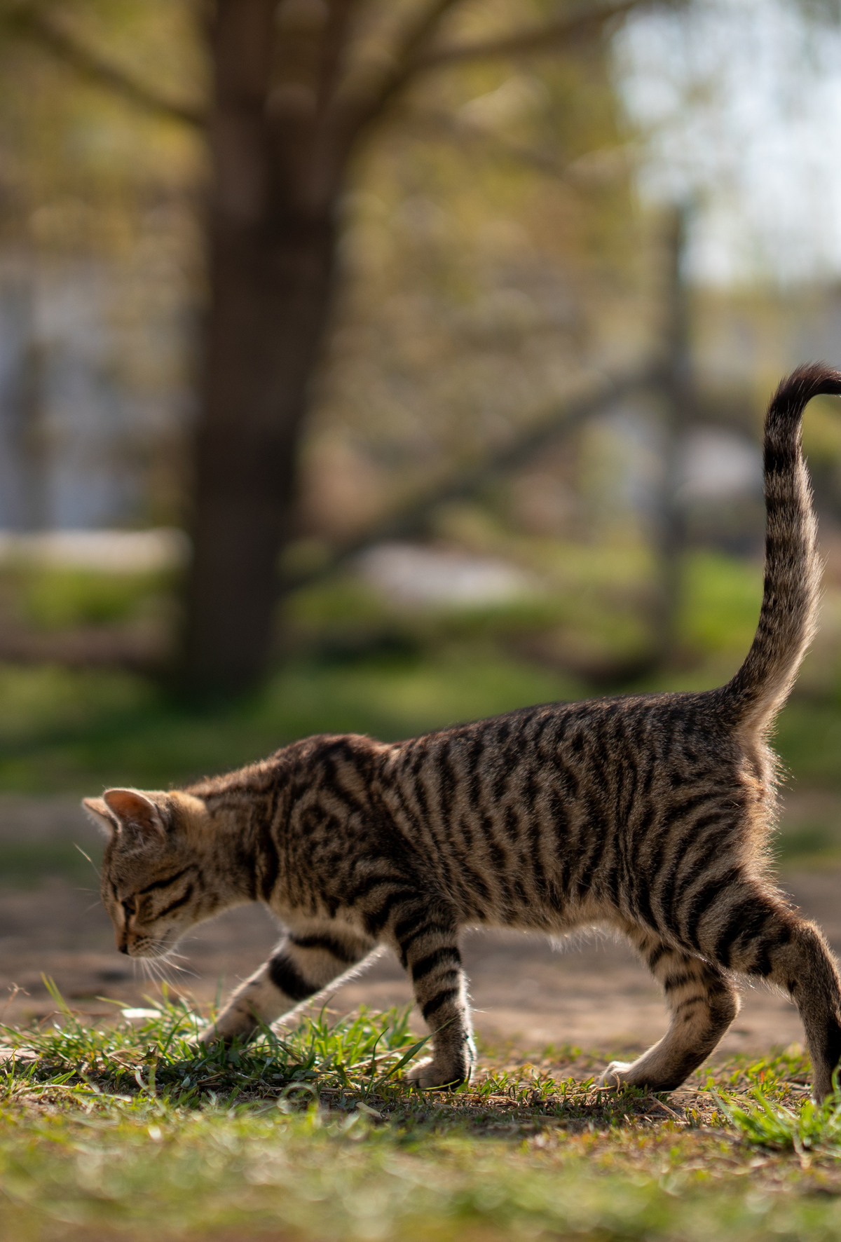 Kedilerde Leptospiroz düşünülenden daha yaygın olabilir!