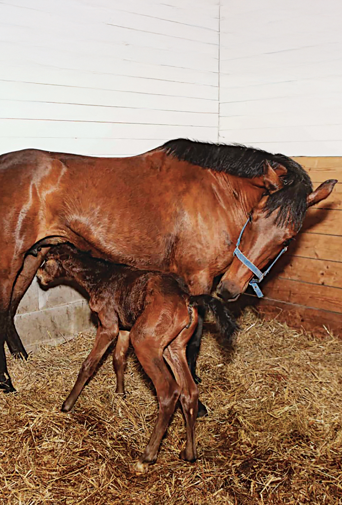 Yenidoğan tay davranışlarını etkileyen faktörler
