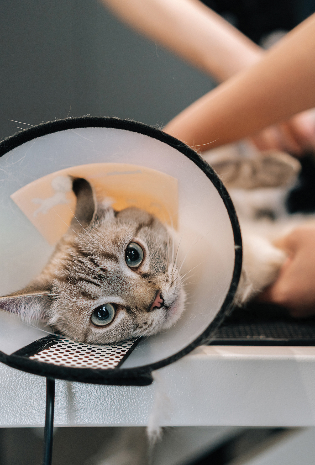 Kedilerde hiperestezi sendromu