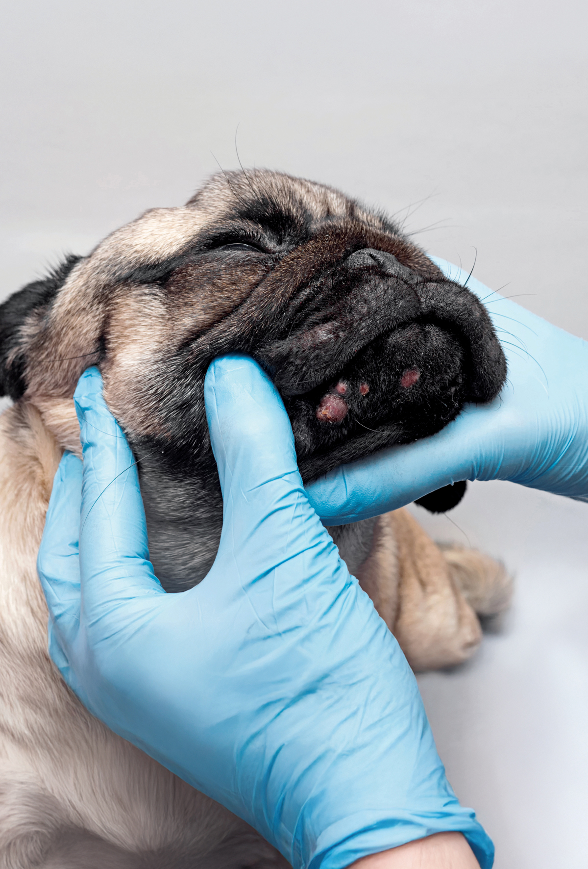 Köpeklerde dermatolojik acil durumlar