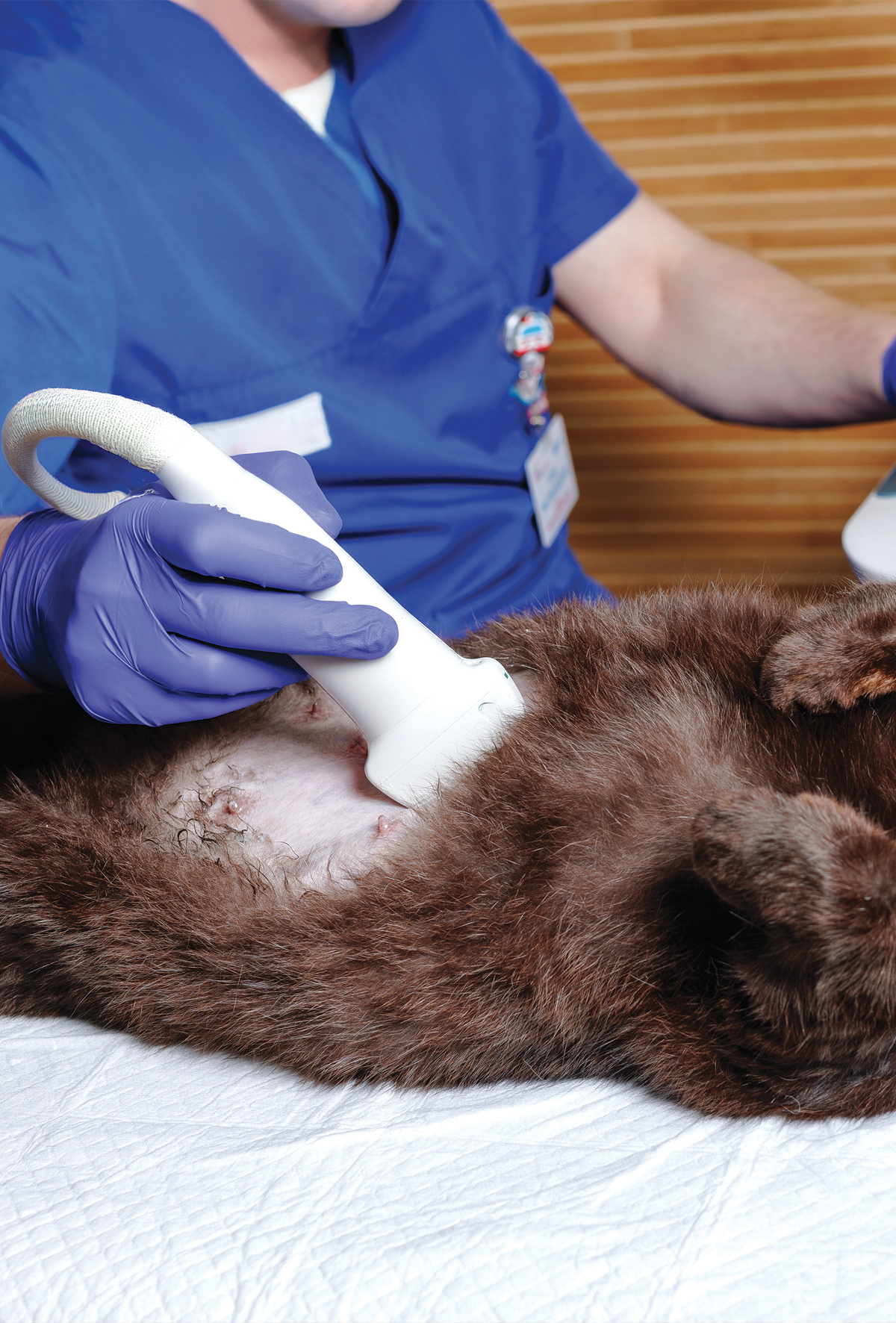 Kedilerde her yönüyle “Dolly Parton Sendromu”