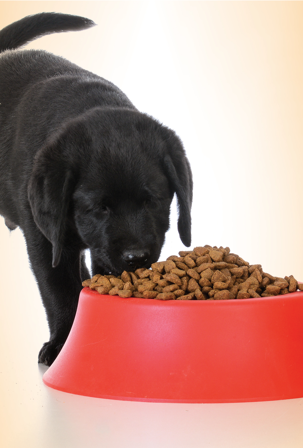 Yavru hayvanlarda beslenmeye bağlı retinal dejenerasyonlar