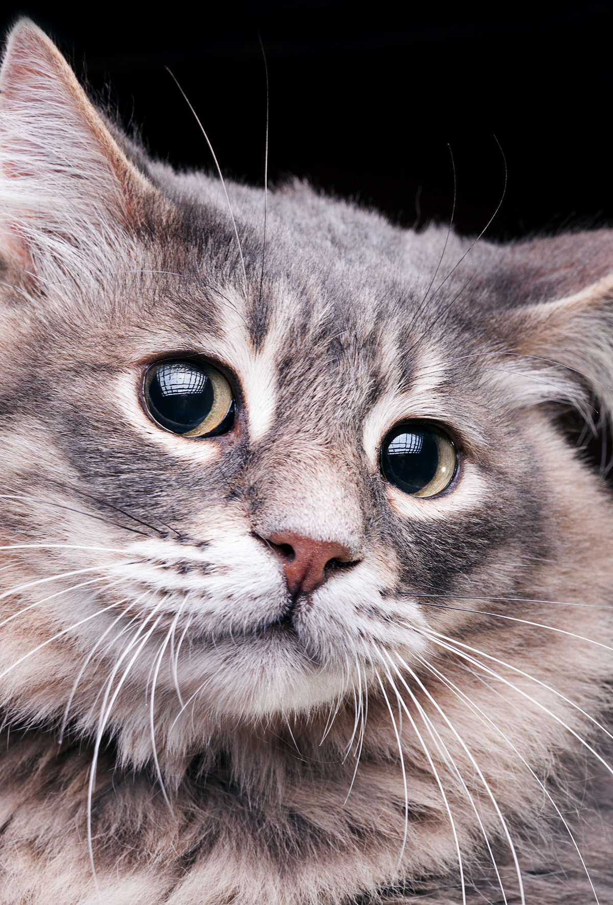 Kedilerde Haw’s sendromu