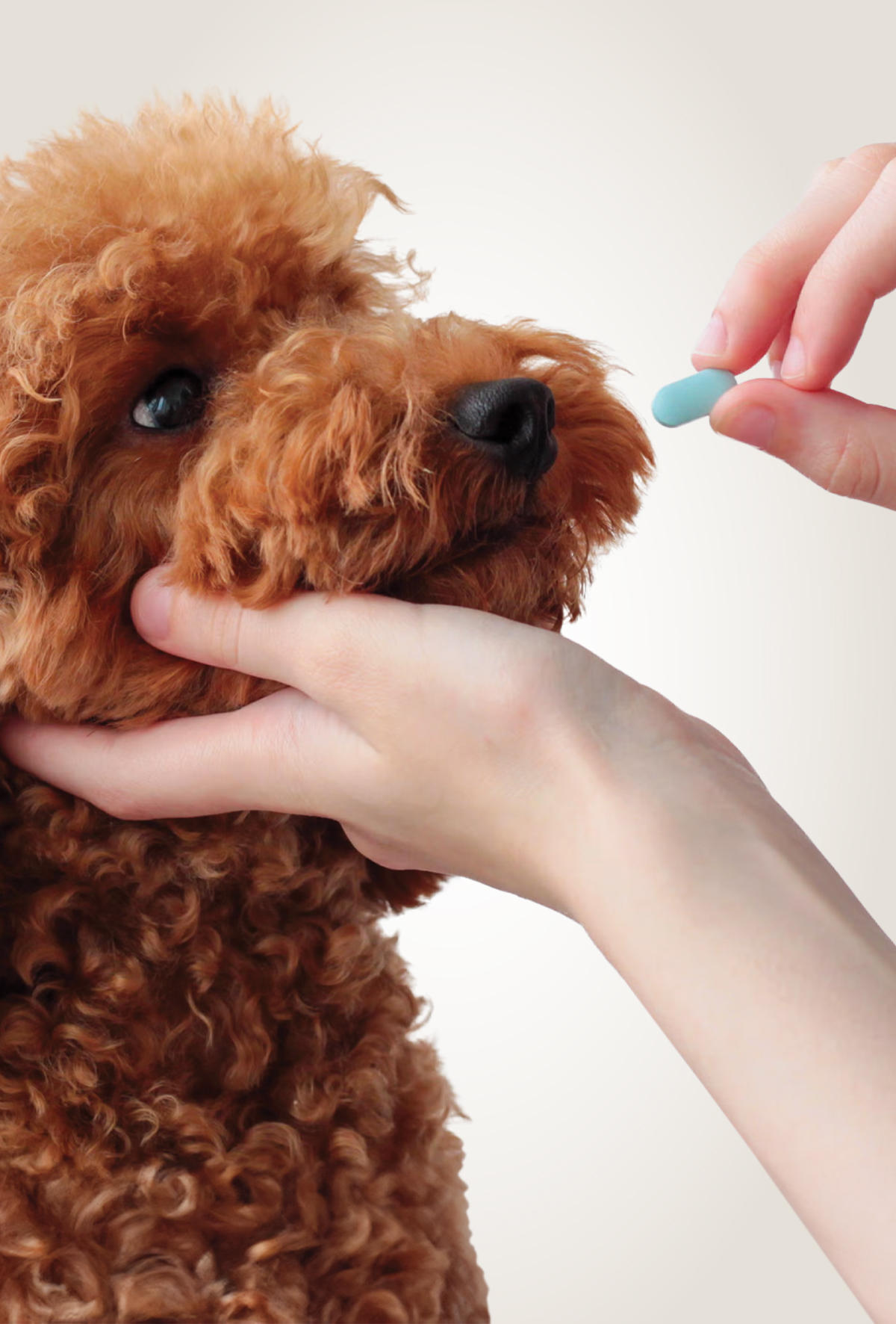 Pimobendan: Vahşi ve aykırı