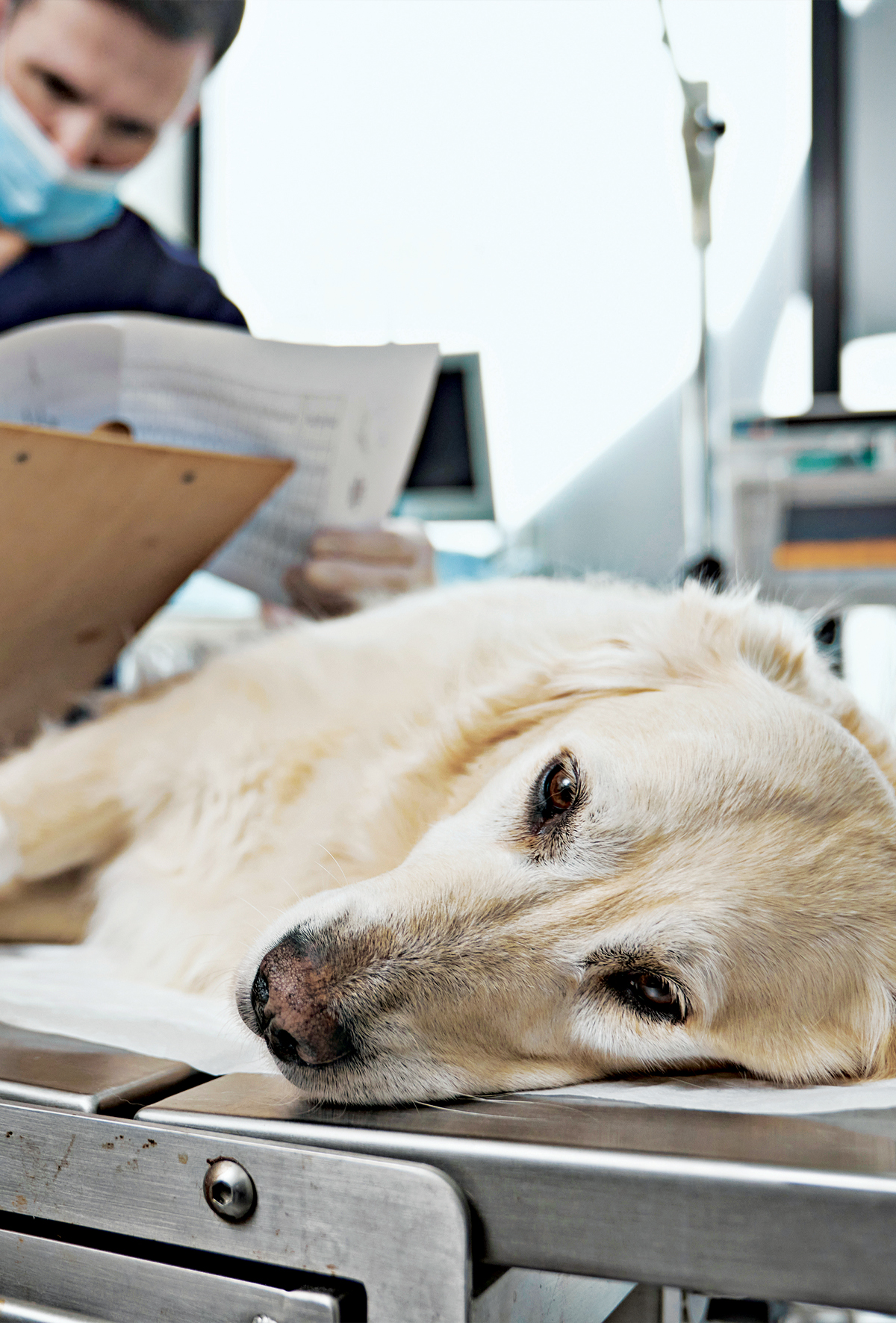Kalbin gizli yüzü: Transözofageal Ekokardiyografi (TEE)