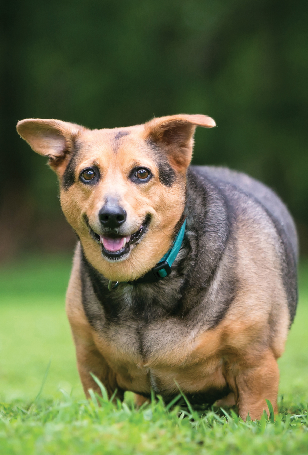Köpeklerde obezitenin mikrobiyota üzerine etkisi