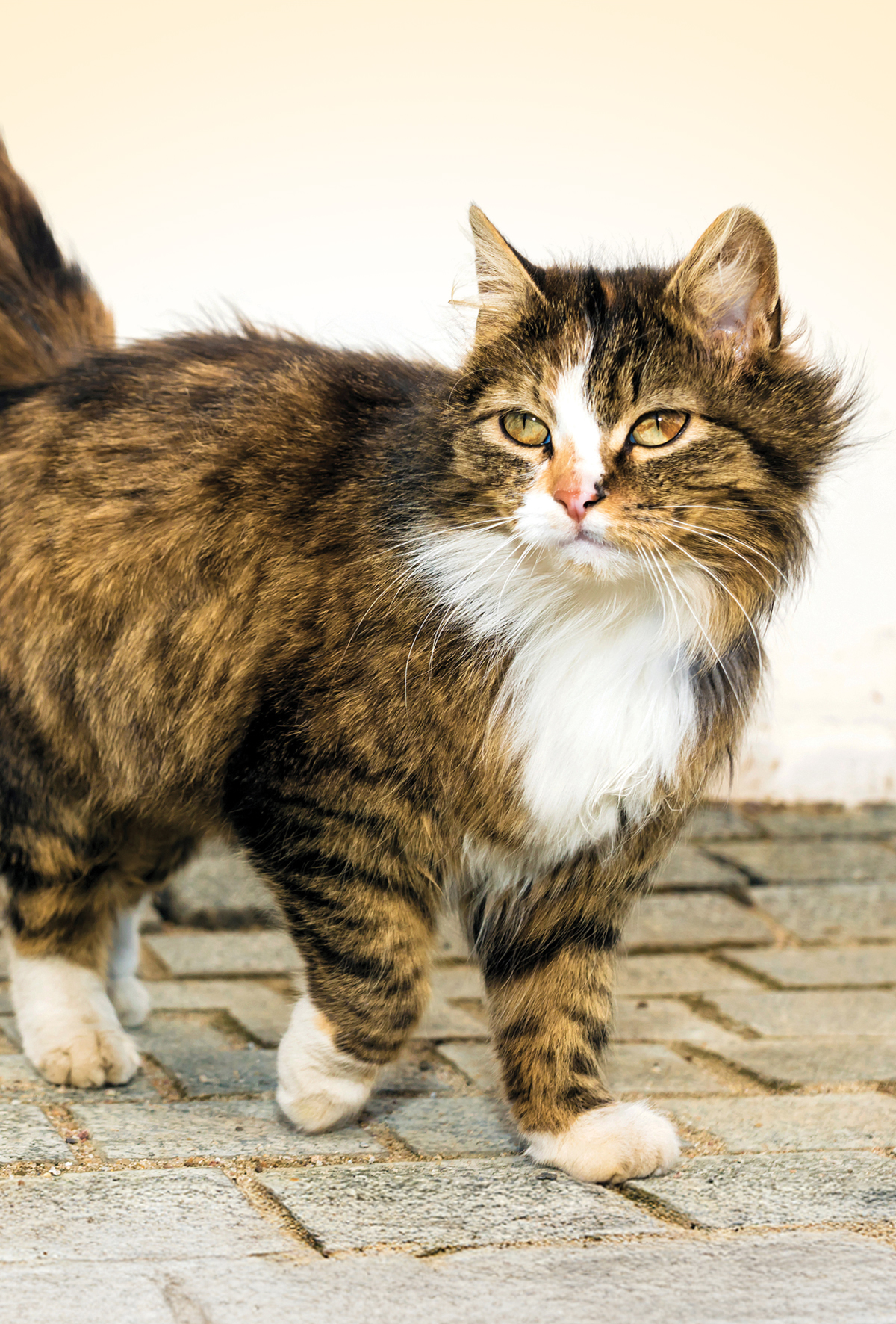 Yaşlı kedilerde kognitif işlev bozukluğu