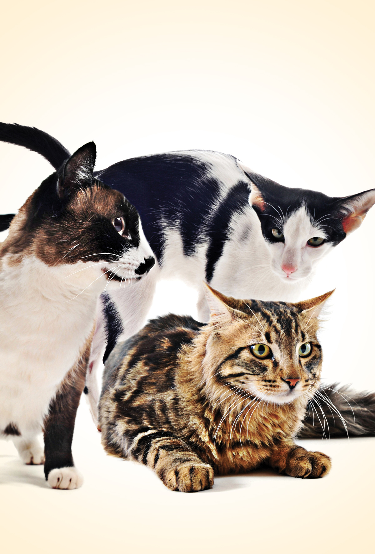 Ev dizaynı sandığımızdan daha önemli