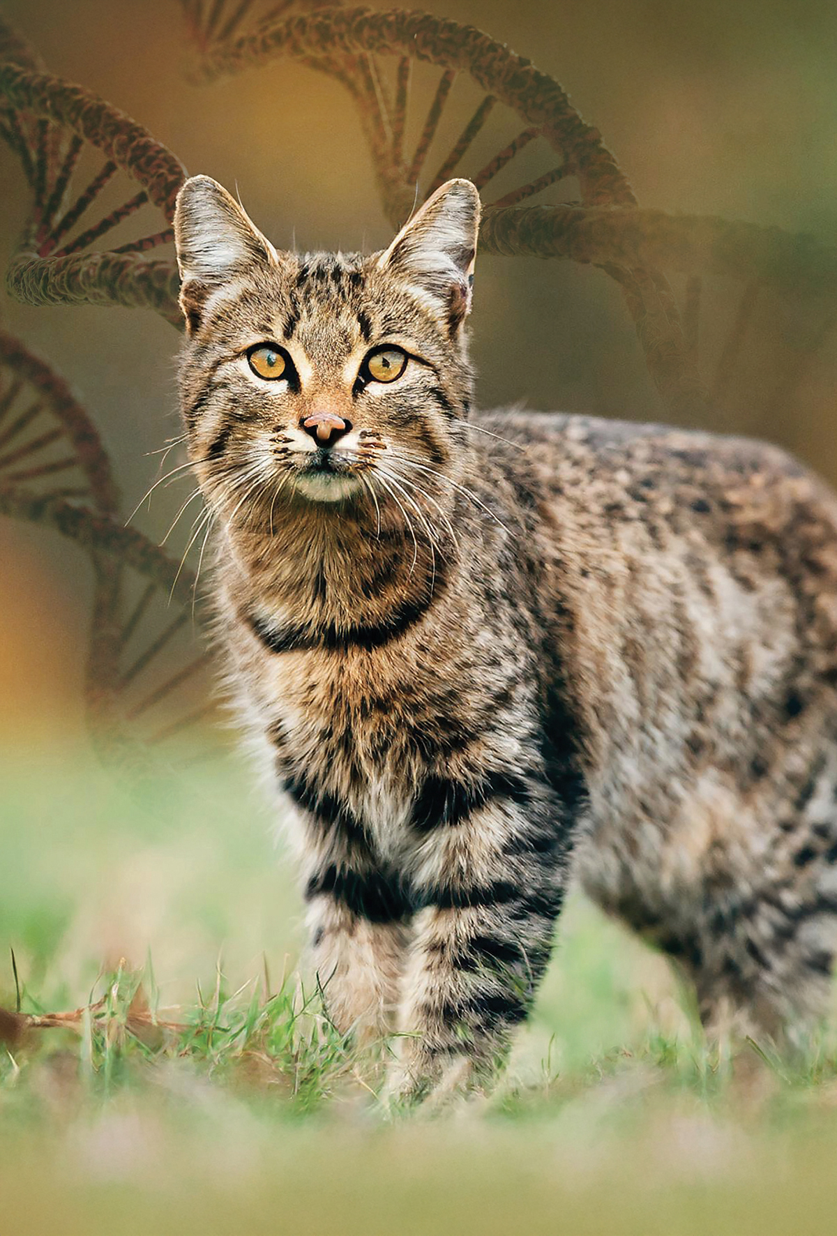 Yaban kedilerinin sessiz tehlikesi: Genetik karmaşası