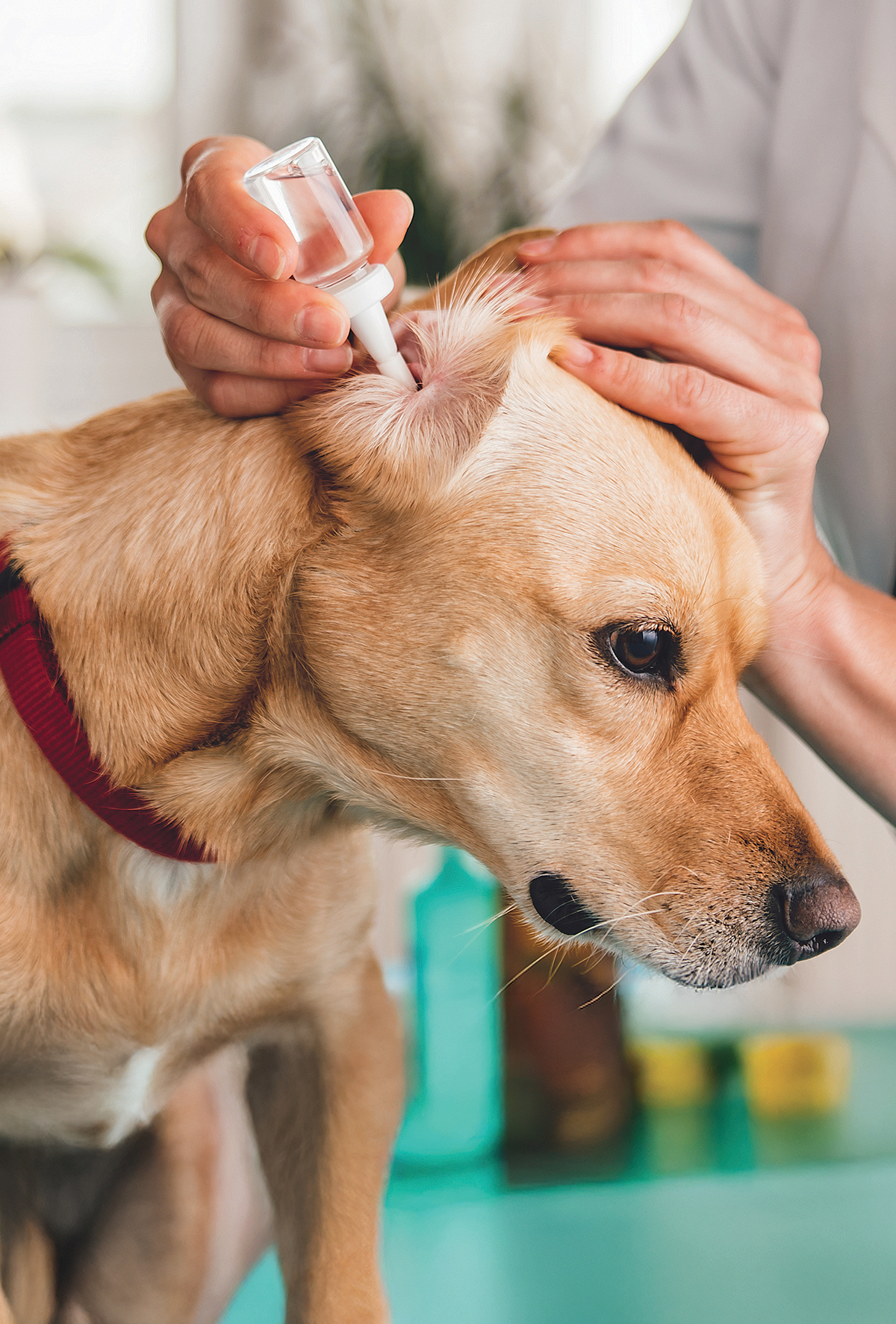 Otitis externada etkili temizlik