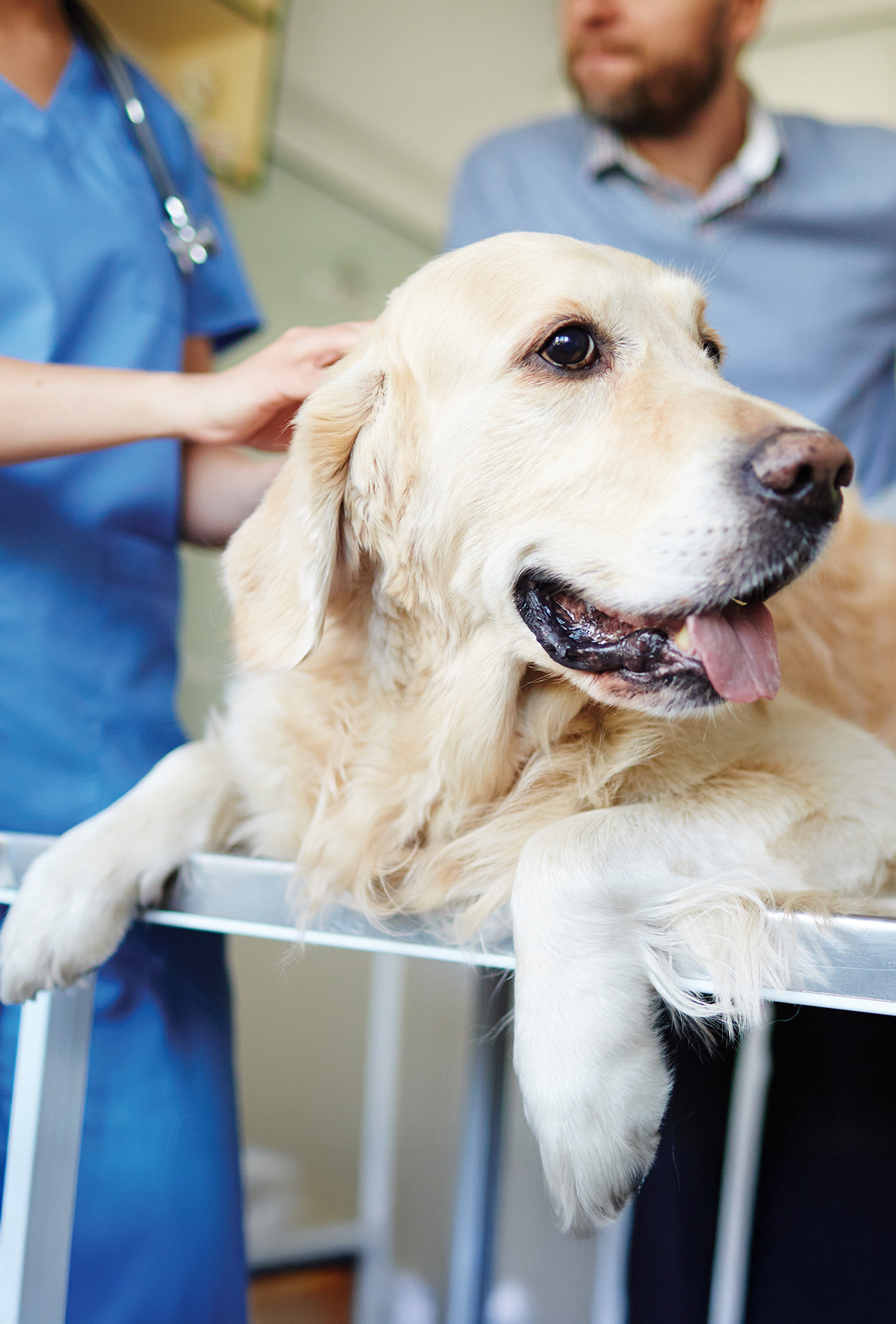Veteriner kliniklerinde şikâyetlerin görünmeyen nedenleri