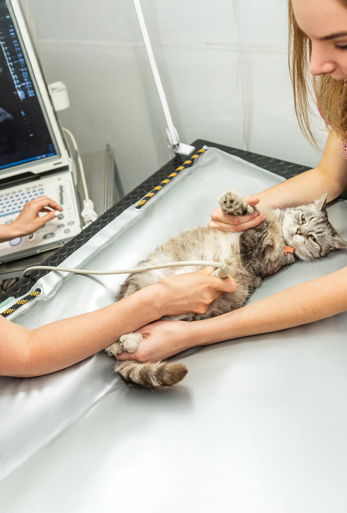 Kedi ve köpeklerde pankreatit: Bulgular, tanı ve güncel tedavi