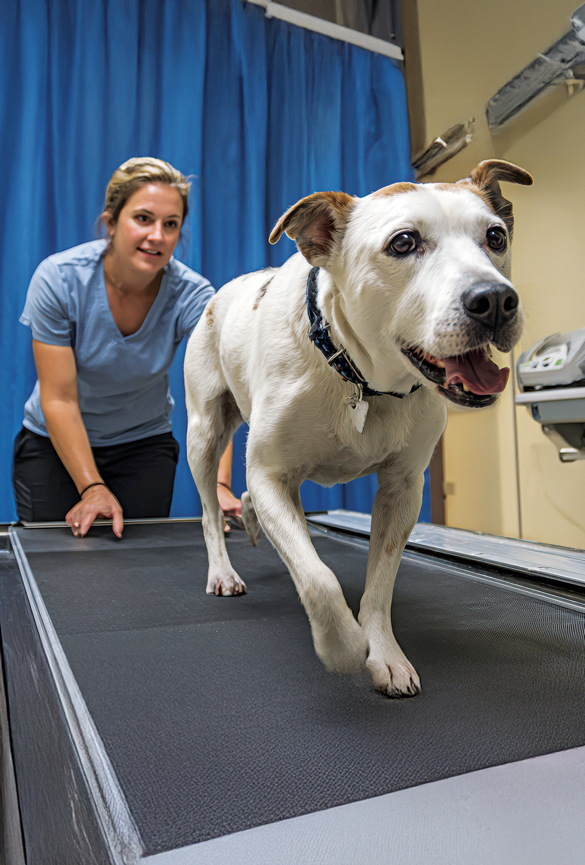 Veteriner kardiyolojide egzersiz tolerans testleri