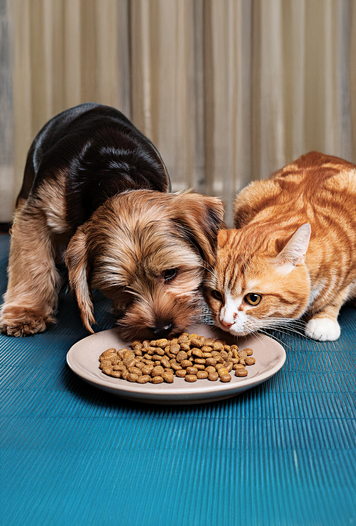 Kedi ve köpeklere verilen yiyeceklere dikkat!