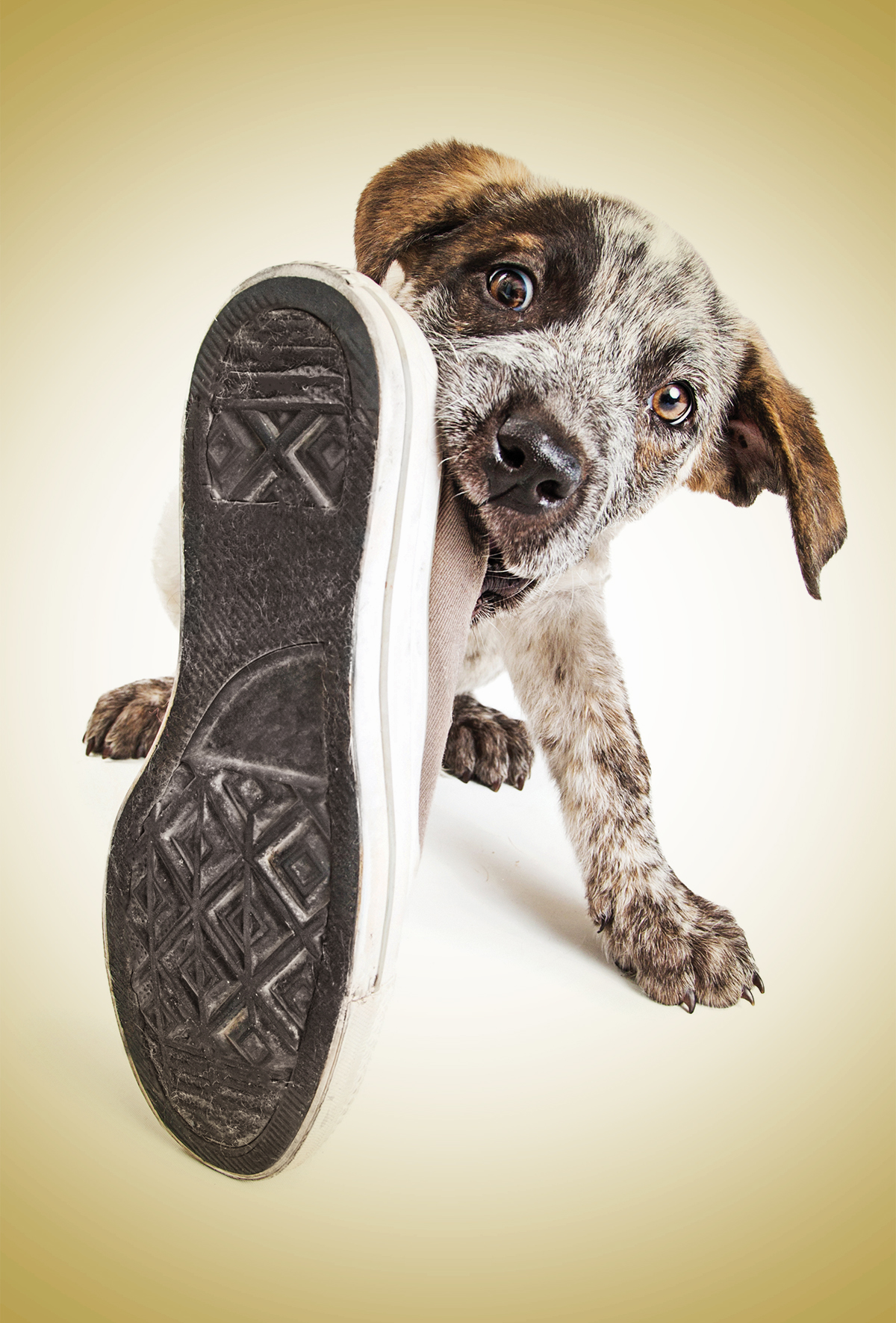 Köpekler konuşmaları dinleyerek kelime-nesne bağlantısı kuruyor!