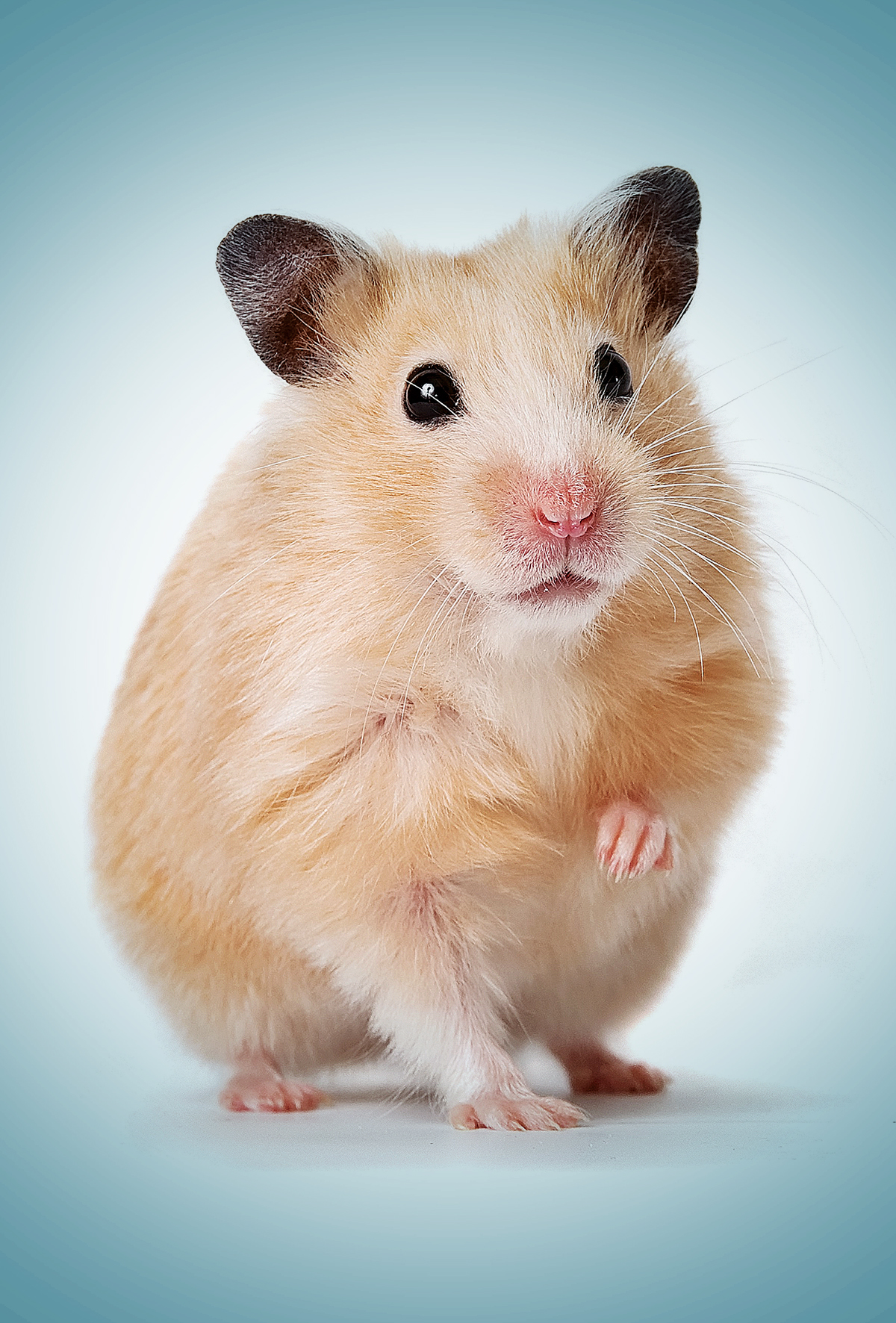 Hamsterlarda (Cüce ve Suriye) vücutta görülen kitleler