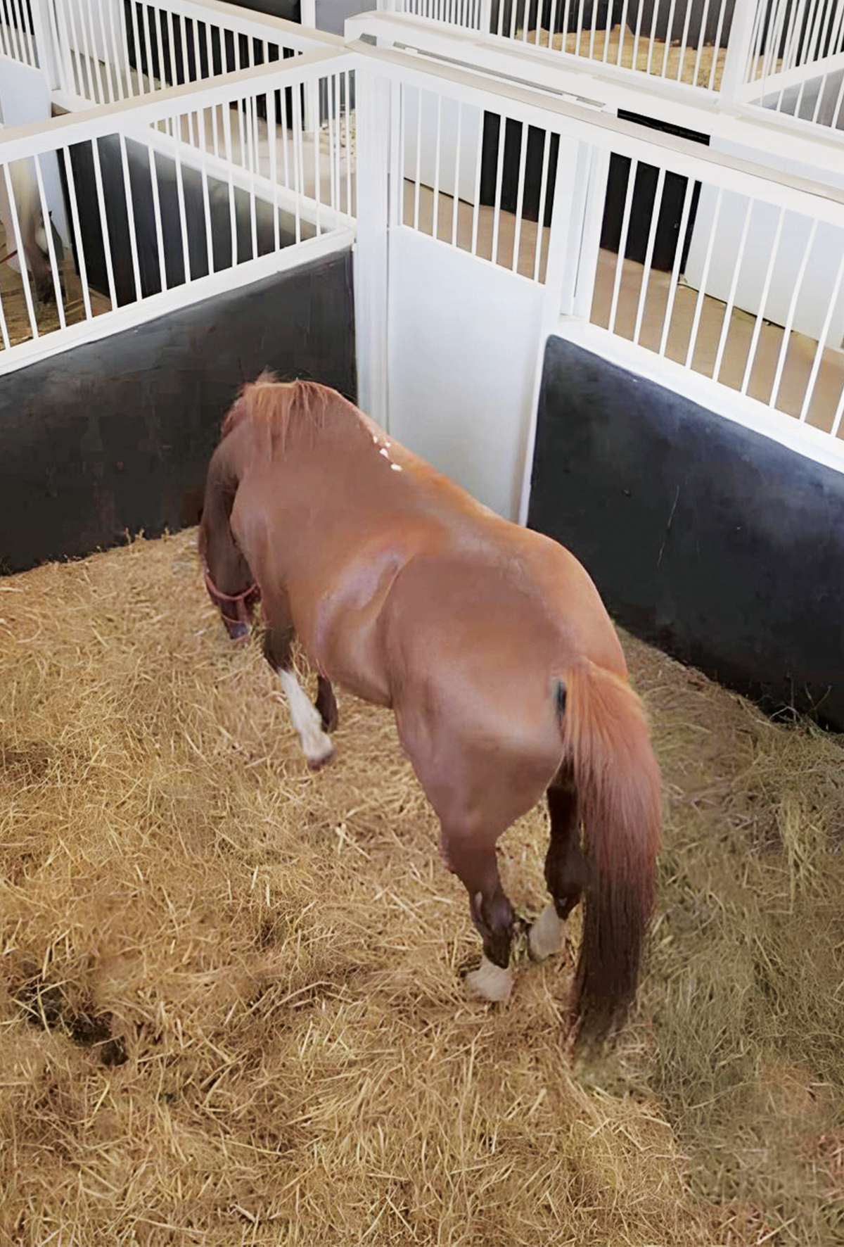 At ahırlarında kullanılan altlıklar