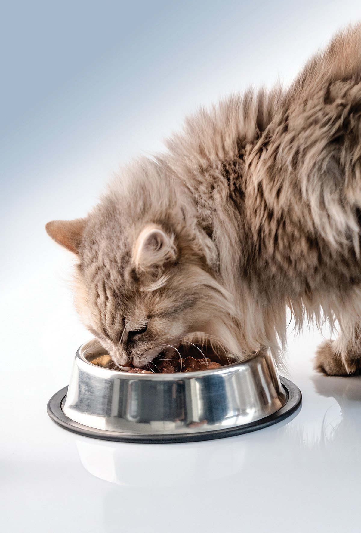 Virbac Vetcentric: Hekim odaklıklinik yaklaşım