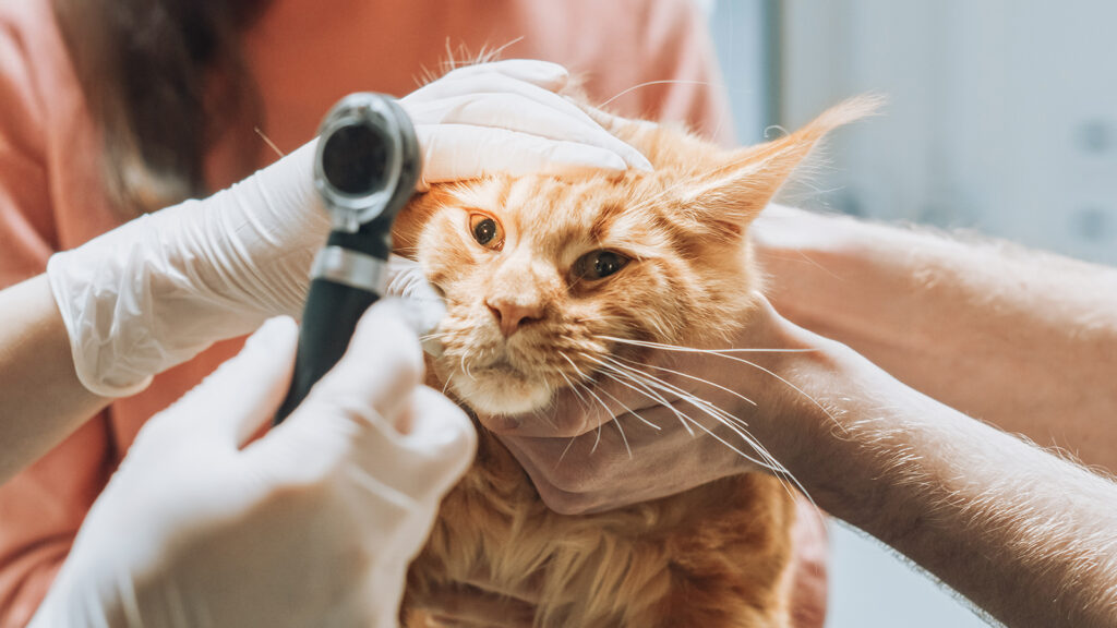 Muayenenin önemi: Olgu sunumu