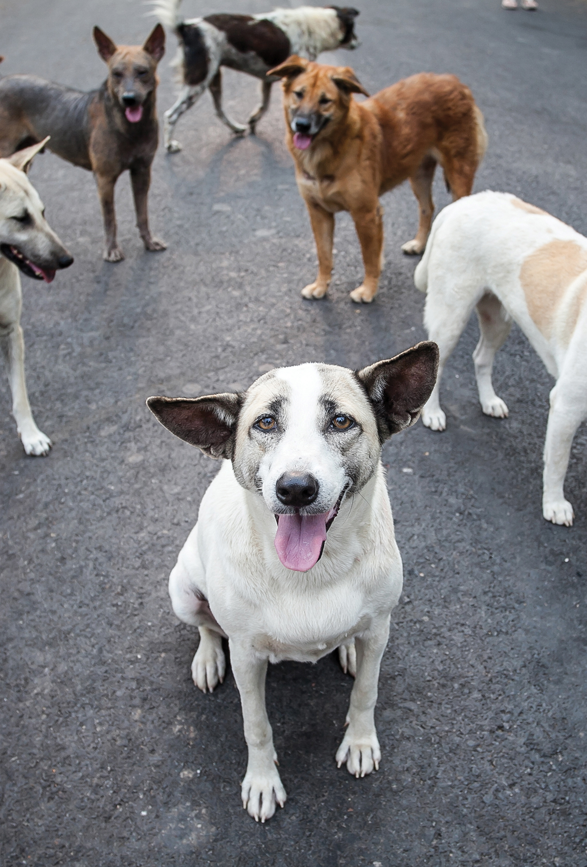 Ukrayna’daki savaş, evcil hayvanları derinden etkiliyor!
