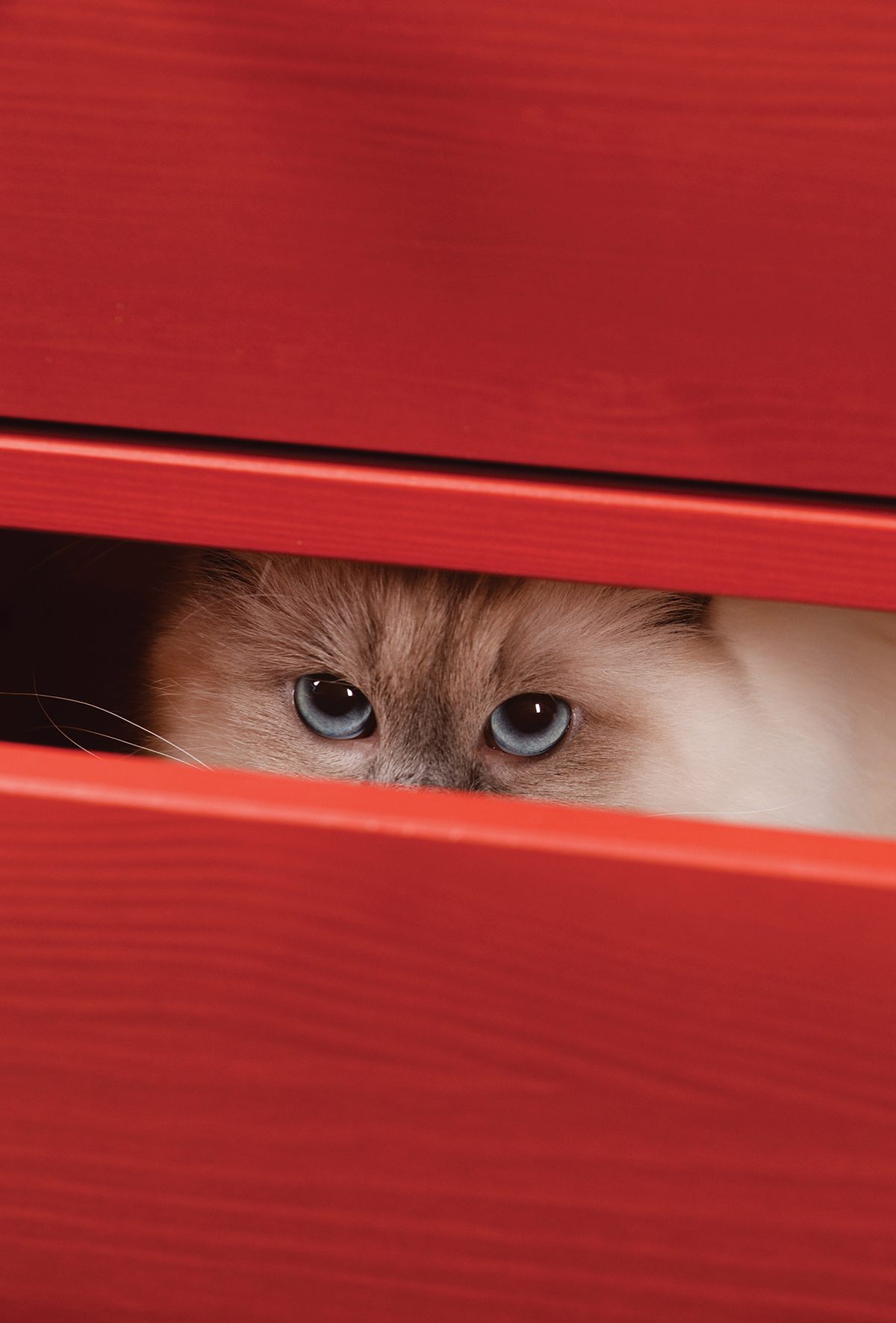 Hayvana şiddet, insanlara yönelik şiddet eğilimidir!