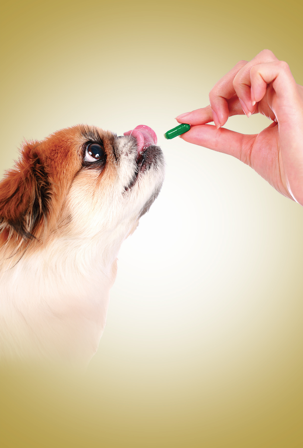 Hayvan sahipleri için hayati rehber: Toksik beşeri ilaçlar