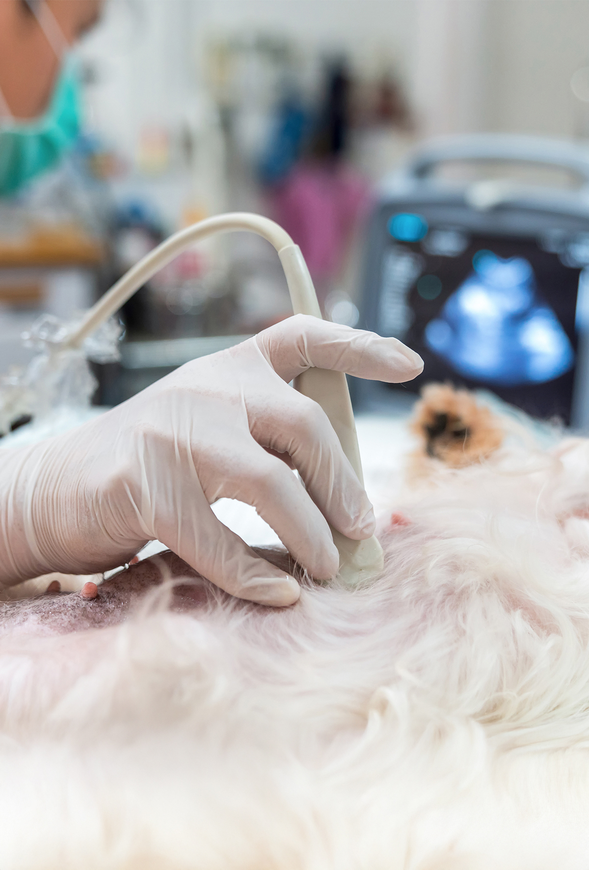 Kedi ve köpeklerde güç doğumda medikal sağaltım