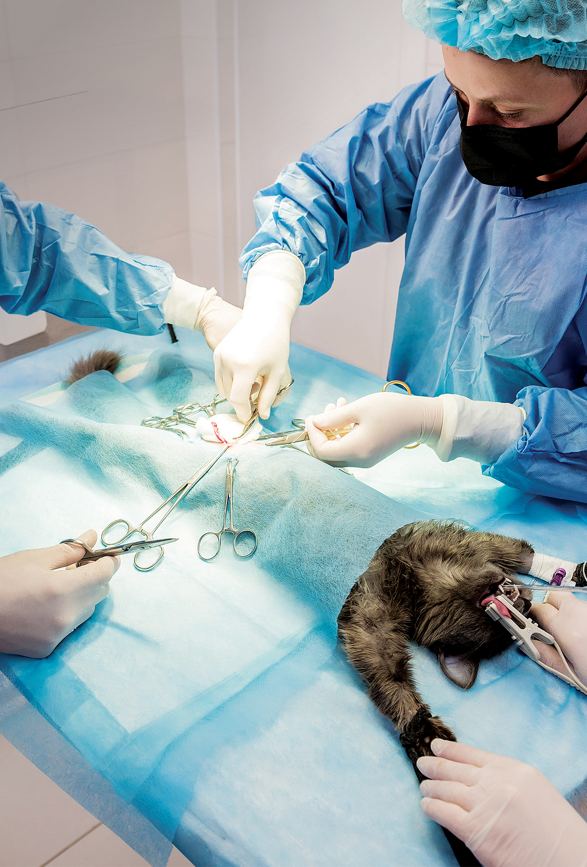 Hormonların gölgesinde onkoloji: Dişi kedi ve köpeklerde kısırlaştırma