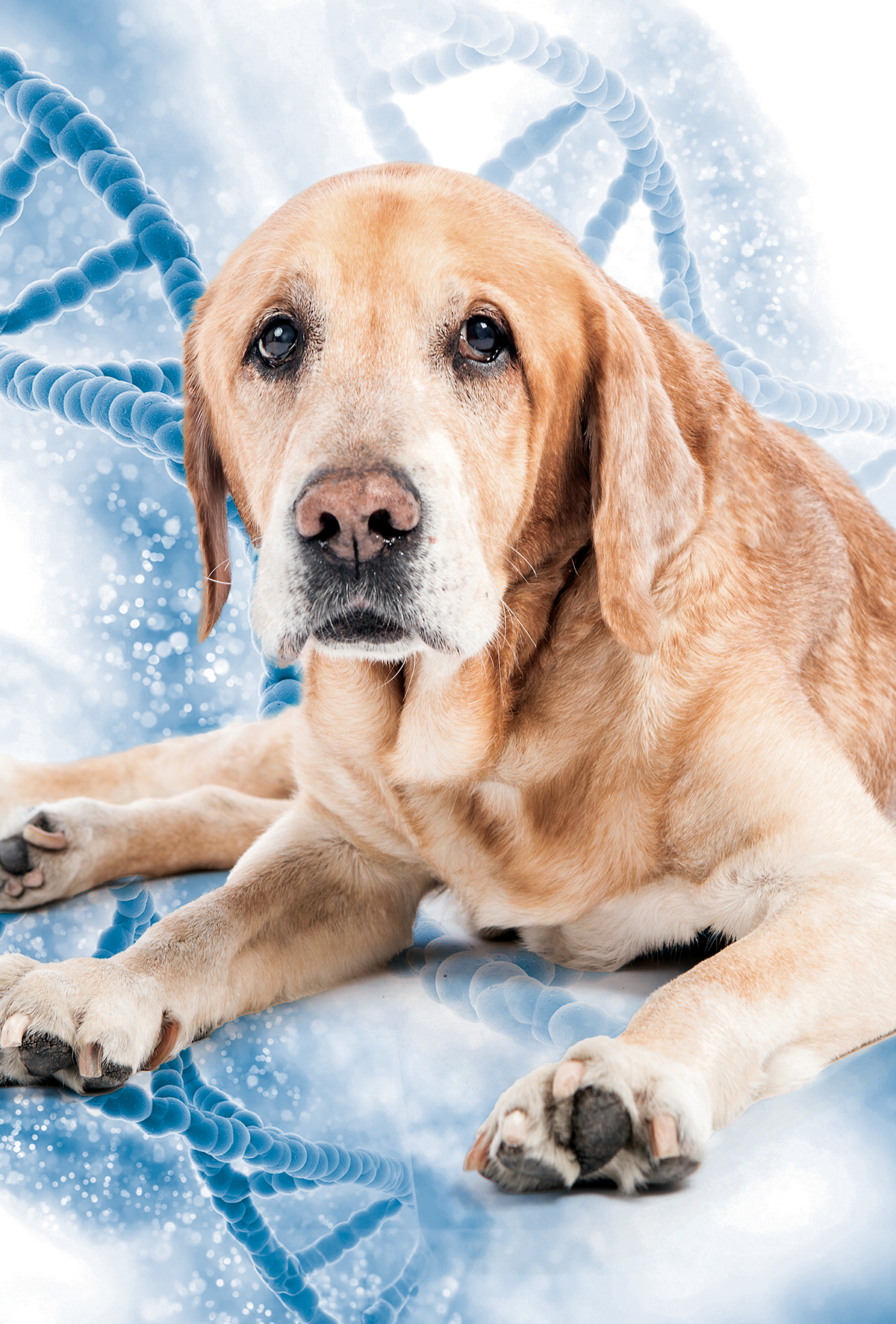 Longevity III: Epigenetik yaş tayini ve klinik pratikte yeri