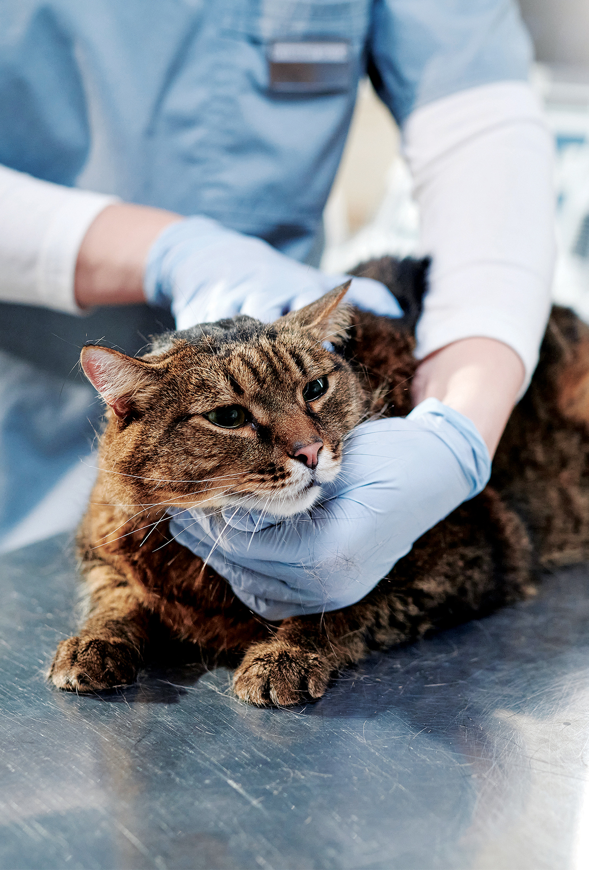 Kedilerde hipertiroidizm: Klinik bulgular, tanı yöntemleri ve güncel tedavi