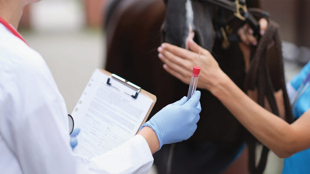 Kısraklarda granuloza hücre tümörü: Ovaryen tümörlere klinik yaklaşım