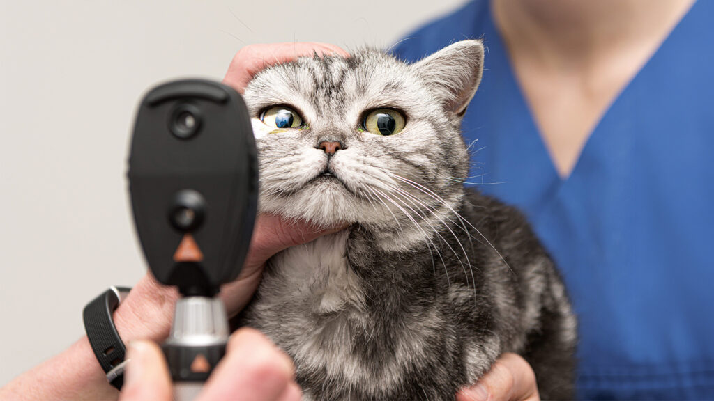 Ani görme kaybının önemli bir nedeni; retina dekolmanı